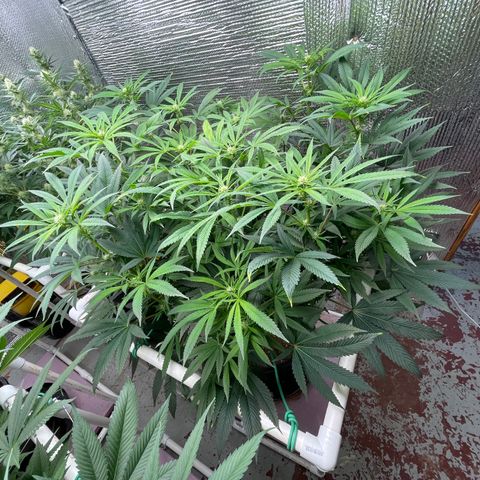 Lucyfur growlog timeline photo