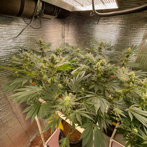 Princess Grodd growlog timeline photo