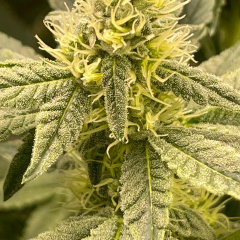 Princess Grodd growlog timeline photo
