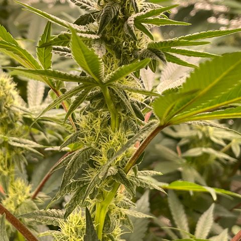 Princess Grodd growlog timeline photo