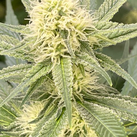 GI Jane growlog timeline photo