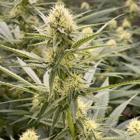 GI Jane growlog timeline photo
