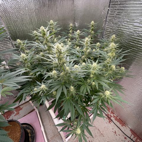 GI Jane growlog timeline photo