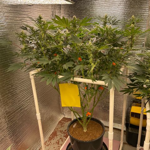Princess Grodd growlog timeline photo