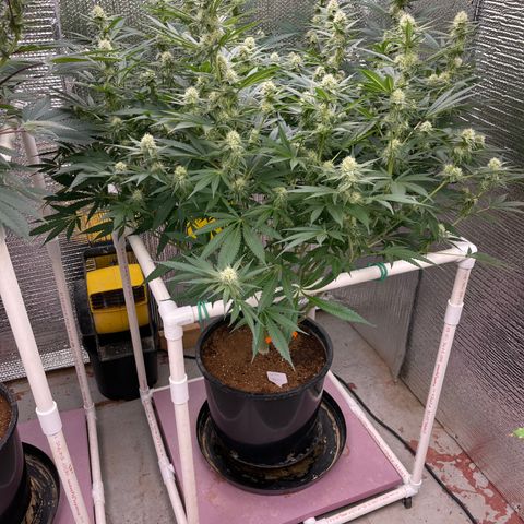 GI Jane growlog timeline photo