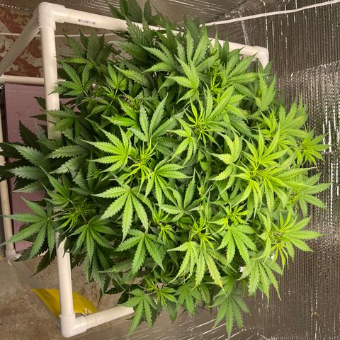 Candy Cane growlog timeline photo