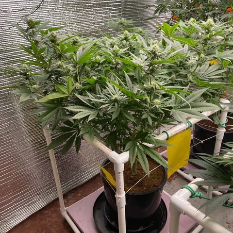 Harle Quin growlog timeline photo