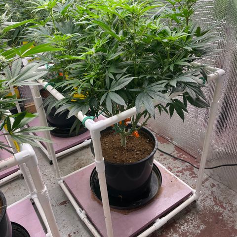 Lucyfur growlog timeline photo