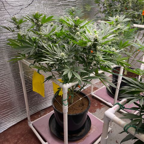 Harle Quin growlog timeline photo