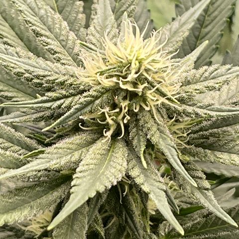 Harle Quin growlog timeline photo
