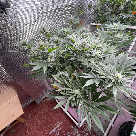 Harle Quin growlog timeline photo