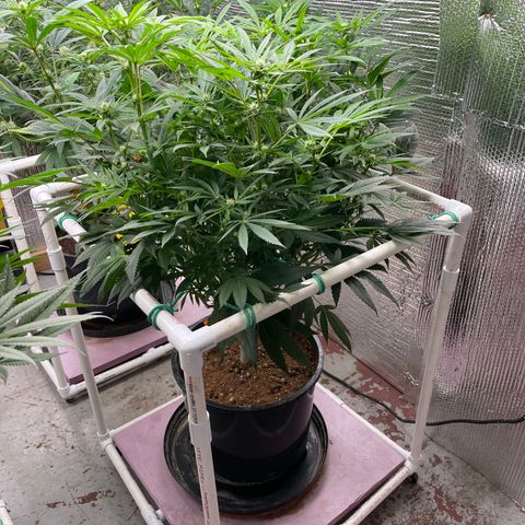 Lucyfur growlog timeline photo