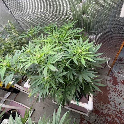 Lucyfur growlog timeline photo