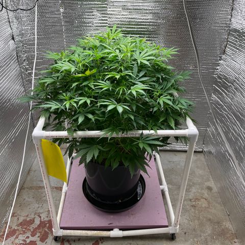 Candy Cane growlog timeline photo