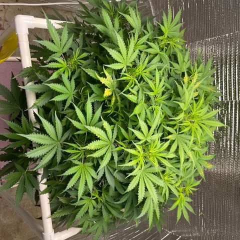 Candy Cane growlog timeline photo