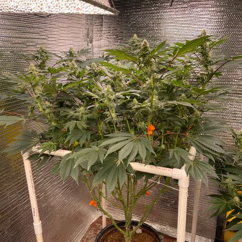 Princess Grodd growlog timeline photo