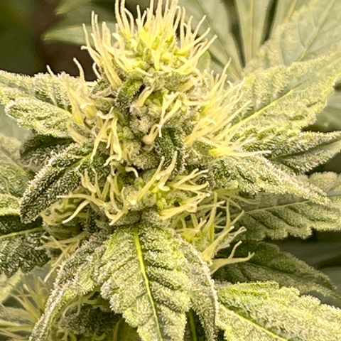 Princess Grodd growlog timeline photo