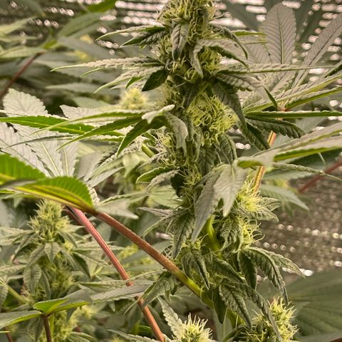 Princess Grodd growlog timeline photo