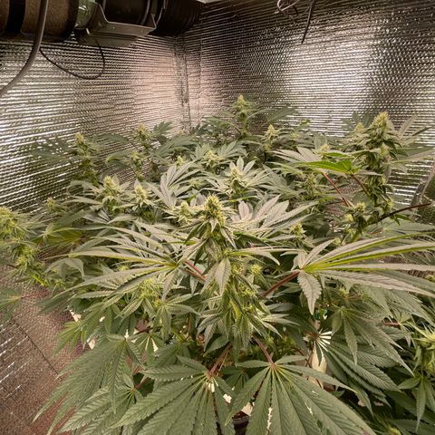 Princess Grodd growlog timeline photo