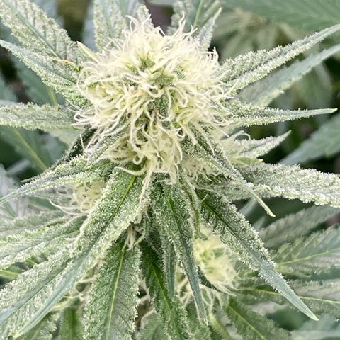 GI Jane growlog timeline photo
