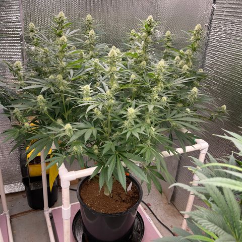 GI Jane growlog timeline photo