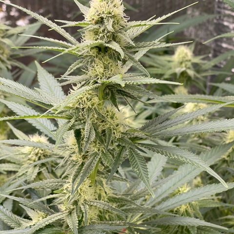 GI Jane growlog timeline photo