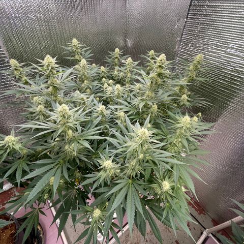 GI Jane growlog timeline photo