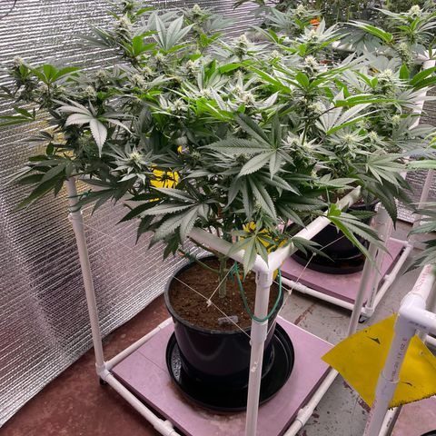 Harle Quin growlog timeline photo