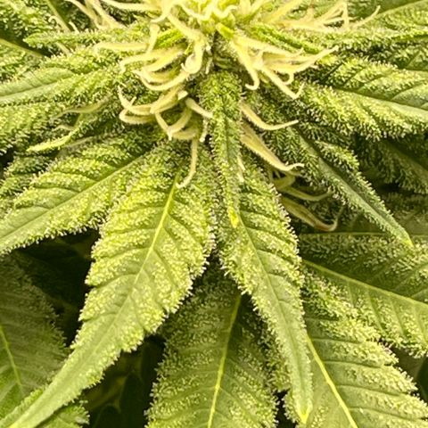Harle Quin growlog timeline photo
