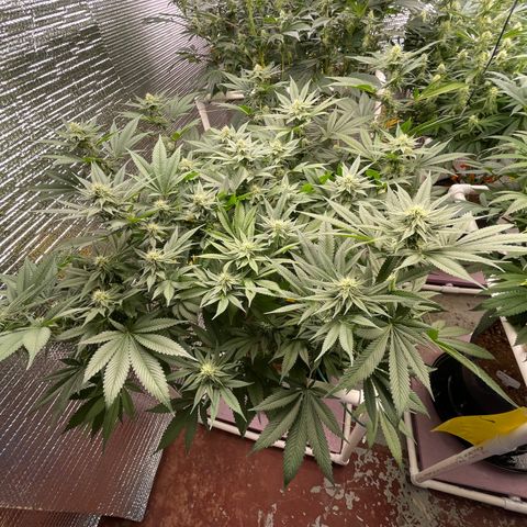 Harle Quin growlog timeline photo