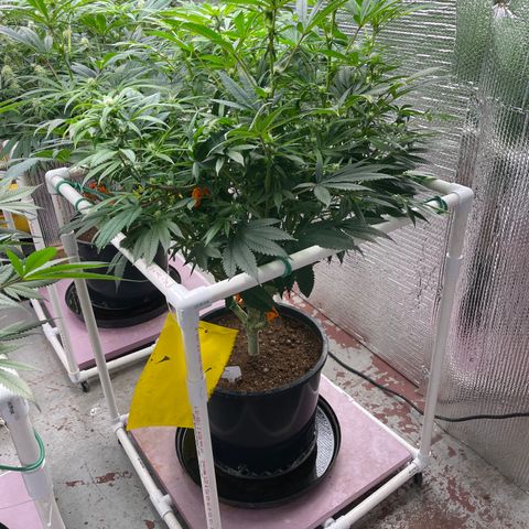 Lucyfur growlog timeline photo