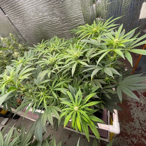 Lucyfur growlog timeline photo
