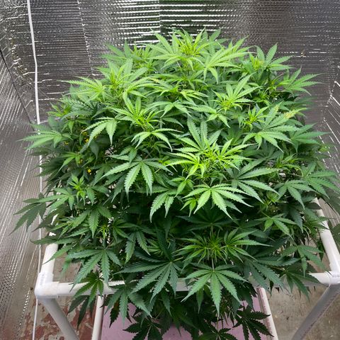 Candy Cane growlog timeline photo