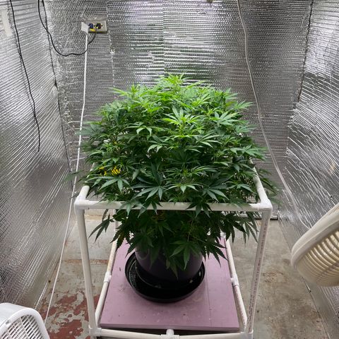 Candy Cane growlog timeline photo