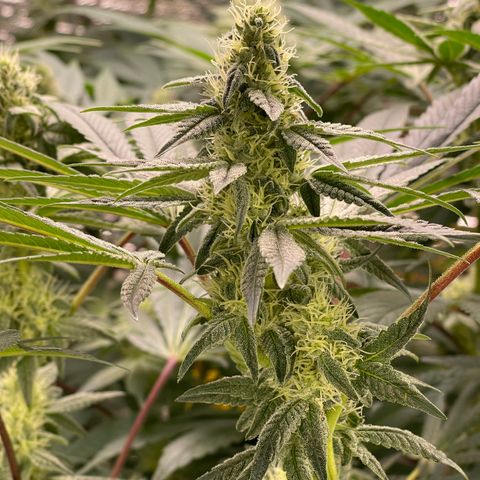 Princess Grodd growlog timeline photo