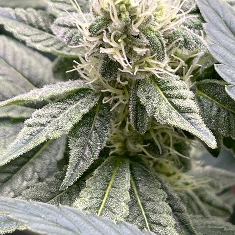 Princess Grodd growlog timeline photo