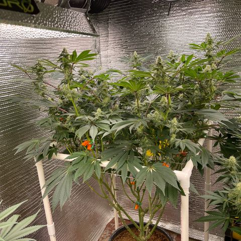 Princess Grodd growlog timeline photo