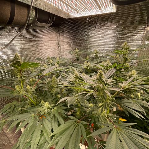 Princess Grodd growlog timeline photo