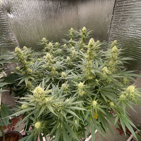 GI Jane growlog timeline photo