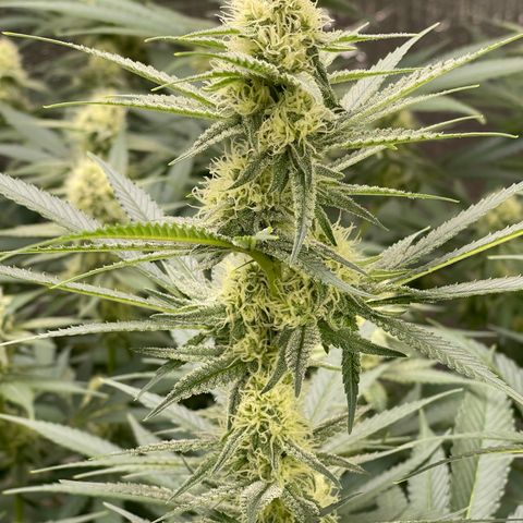 GI Jane growlog timeline photo