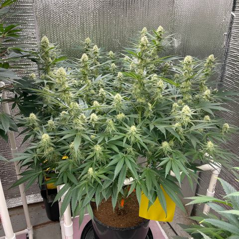 GI Jane growlog timeline photo