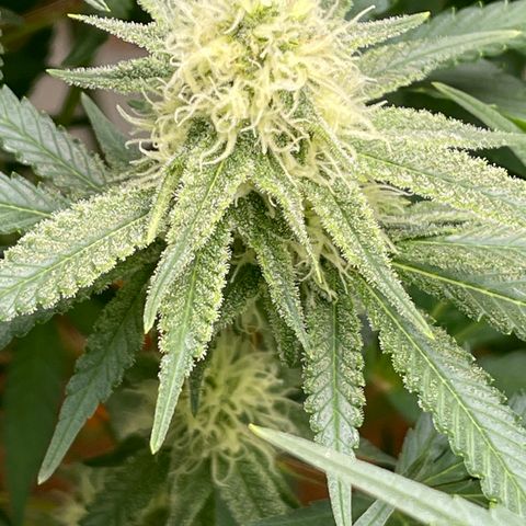GI Jane growlog timeline photo