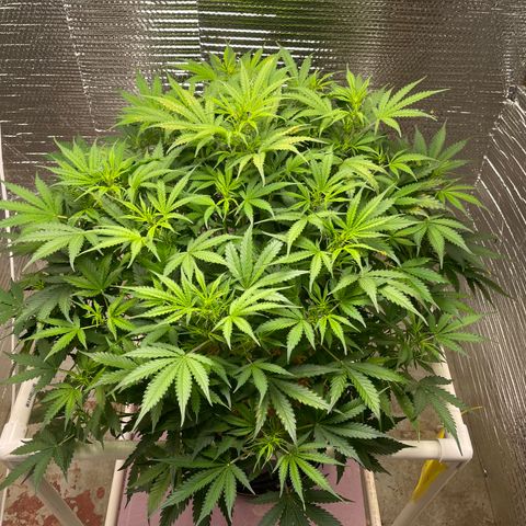 Candy Cane growlog timeline photo