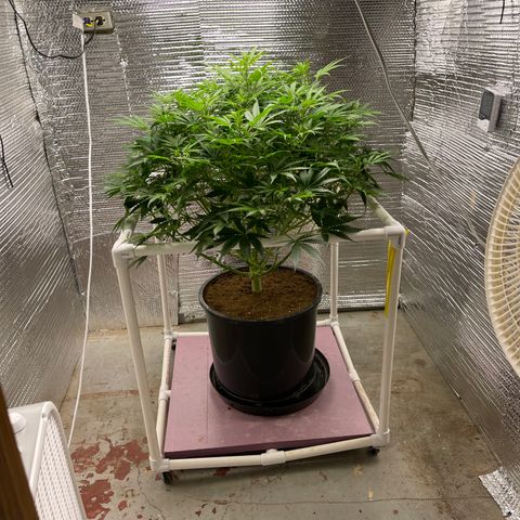 Candy Cane growlog timeline photo