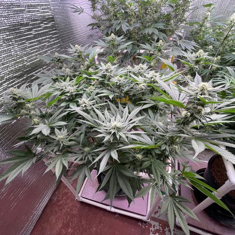 Harle Quin growlog timeline photo