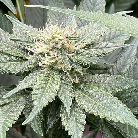 Harle Quin growlog timeline photo