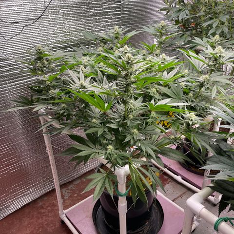Harle Quin growlog timeline photo