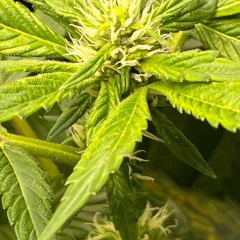 Lucyfur growlog timeline photo