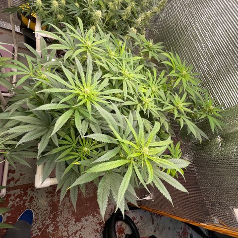 Lucyfur growlog timeline photo