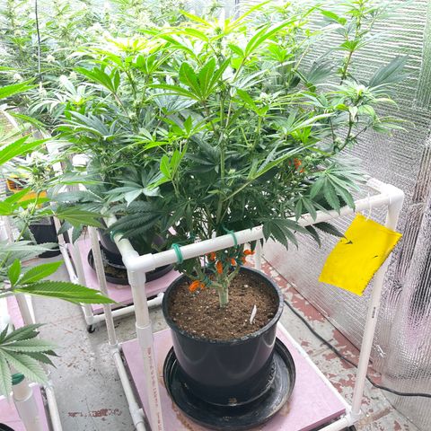 Lucyfur growlog timeline photo